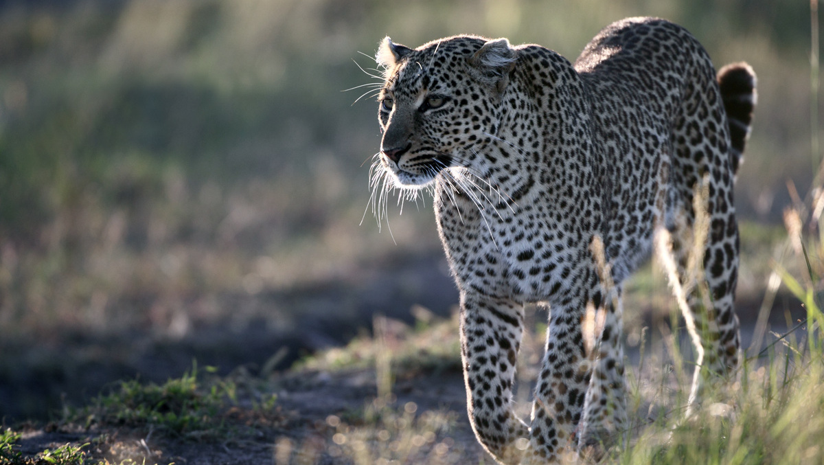 Leopardo femmina